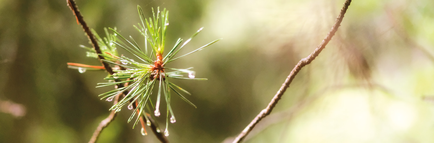 Achtsamkeit in der Natur